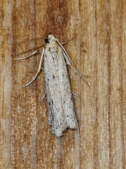 Phycitodes saxicola