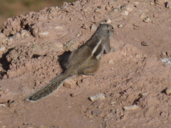 Atlantoxerus getulus