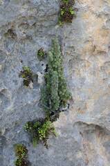 Erica occulta