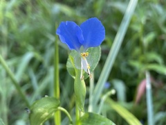 Commelina