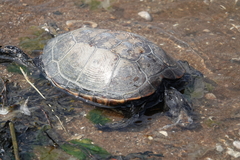 Malaclemys terrapin
