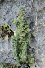 Erica occulta