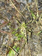 Championica montana