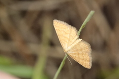Idaea serpentata