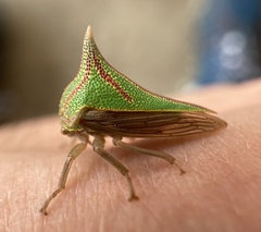 Umbonia spinosa