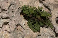 Adiantum capillus-veneris