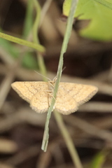 Idaea serpentata