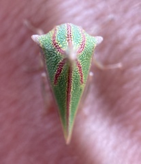 Umbonia spinosa
