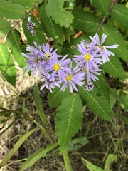 Symphyotrichum oolentangiense