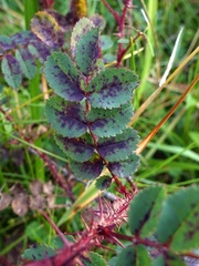 Phragmidium