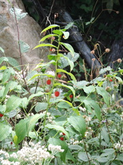 Streptopus amplexifolius