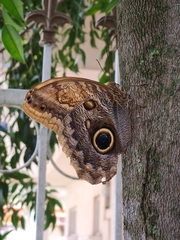 Caligo telamonius
