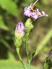 Symphyotrichum oolentangiense