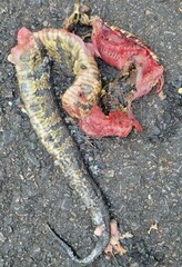 Agkistrodon piscivorus