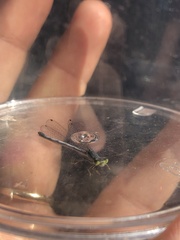 Ischnura perparva