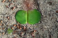 Haemanthus sanguineus