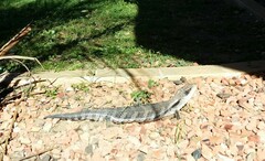 Tiliqua scincoides