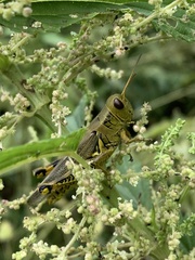 Melanoplus differentialis