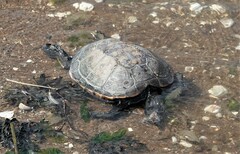 Malaclemys terrapin