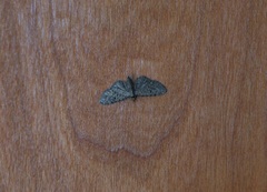 Eupithecia miserulata
