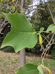 Liriodendron tulipifera