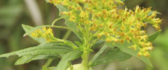 Solidago