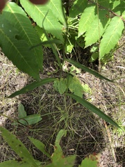 Symphyotrichum oolentangiense