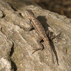 Sceloporus undulatus