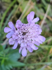 Scabiosa