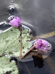 Utricularia purpurea
