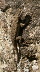 Sceloporus undulatus
