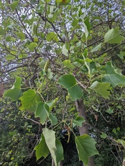 Liriodendron tulipifera