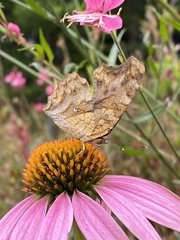 Polygonia c-aureum