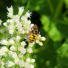 Eristalis transversa