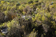 Liparia splendens splendens