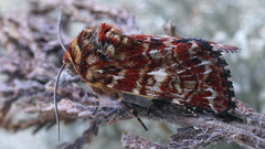 Anarta myrtilli