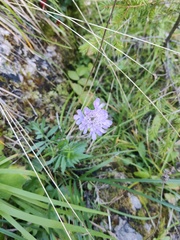 Scabiosa