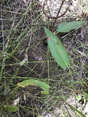 Symphyotrichum oolentangiense