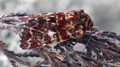 Anarta myrtilli
