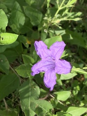 Ruellia nudiflora