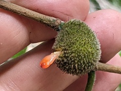 Broussonetia papyrifera