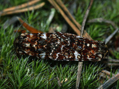 Anarta myrtilli