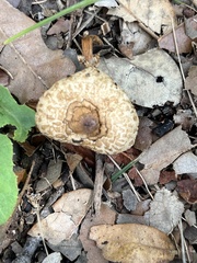 Lentinus arcularius