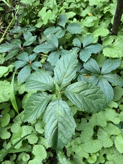 Parthenocissus inserta