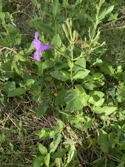 Ruellia nudiflora