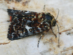 Anarta myrtilli
