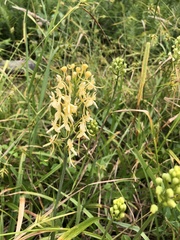 Platanthera × bicolor