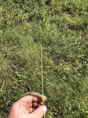 Eragrostis spectabilis