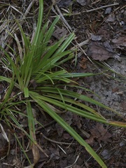 Carex arctata