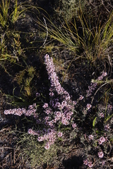 Amphithalea ericifolia